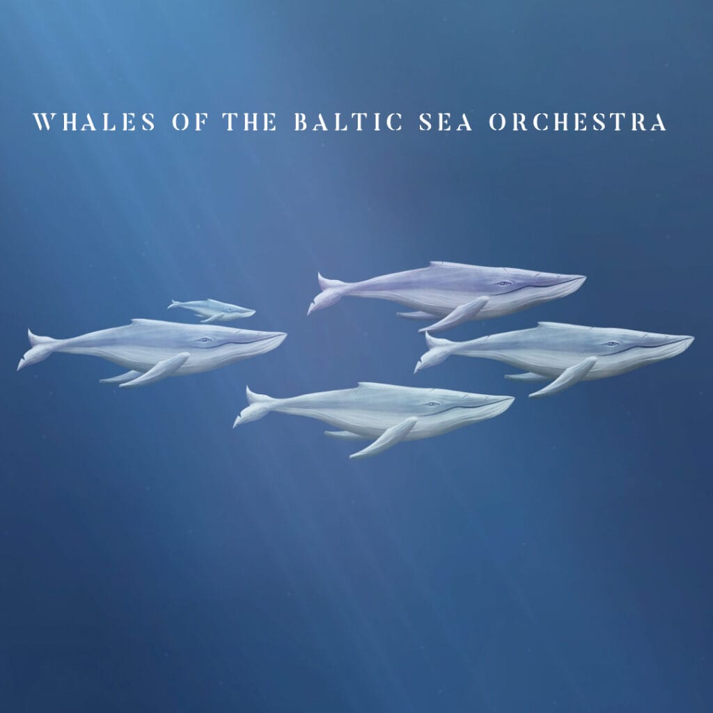 Promo whales feed 1