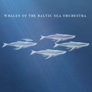 Promo whales feed 1